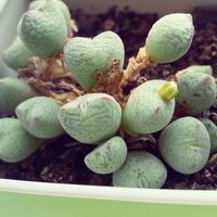 コノフィツム 鳩笛,多肉植物,コノフィツム属,タニラー,多肉女子の画像