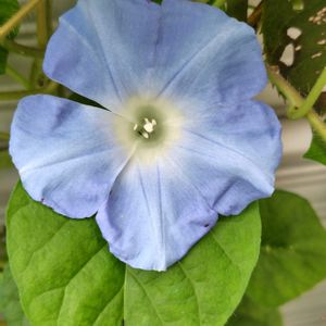 アサガオ,朝顔,あさがお,開花,うれしい！の画像