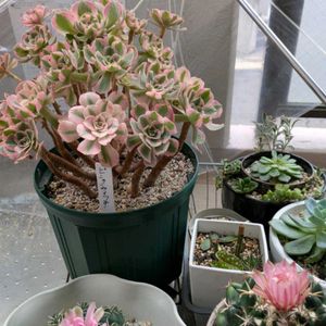 サボテン,多肉植物,ピンクウィッチ,我が家のサボテンの花,ベランダの画像