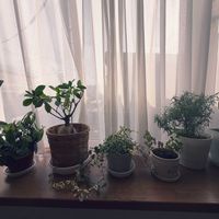 観葉植物,部屋の画像