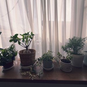観葉植物,部屋の画像