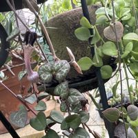 ハートカズラ,ディスキディア,植物との暮らし,植物との時間,植物と一緒に暮らすの画像