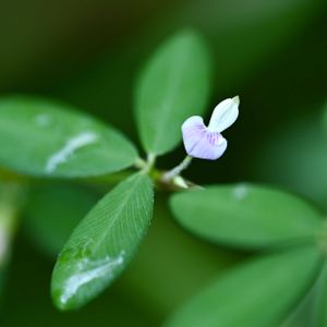 雑草,一年草,マメ科ハギ属の画像
