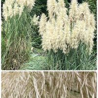ススキ,パンパスグラス,スマホ撮影,お出かけ先の画像