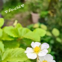 ワイルドストロベリー,ガーデニング,耐寒性多年草,多年草,花のある暮らしの画像