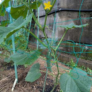 アジサイ,キュウリ,家庭菜園の画像