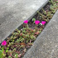 ポーチュラカ,ポーチュラカ ピンキー,多肉植物,駐車場コンクリート目地の画像