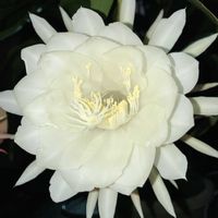 月下美人,白い花,花のある暮らし,月下美人の花,玄関の画像