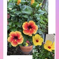 ハイビスカス サマーブリーズ,花のある暮らし,花色が好き,ハイビスカスイエローキングス,玄関アプローチの画像