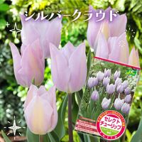 チューリップ,球根植物,カネコ種苗,庭の画像