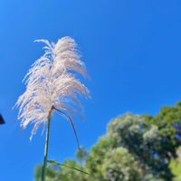 ススキ,パンパスグラス,ガーデニング,多年草,花のある暮らしの画像