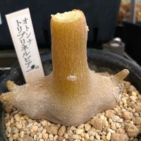 オトンナ トリプリネルビア,ビザール プランツ,多肉植物,ビザールプランツ,東向きベランダの画像