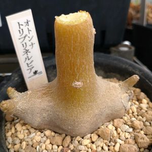 オトンナ トリプリネルビア,ビザール プランツ,多肉植物,ビザールプランツ,東向きベランダの画像