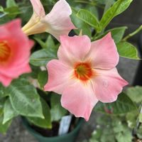 ブラキカム,サンパラソル,サントリー フラワーズ,玄関アプローチの画像