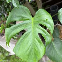 モンステラ,観葉植物の画像