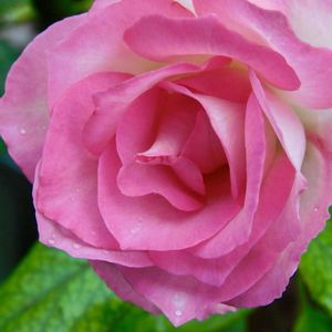 リース,ガーデニング,雨の庭,花のある暮らし,小さな庭の画像
