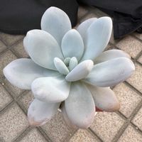 パキフィツム属の画像