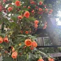 アブチロン,アブチロン,暑い！,病気療養中,ストレスの画像