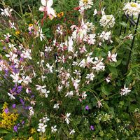 ガウラ,花のある暮らし,宿根草の庭,旭川,小さな庭の画像