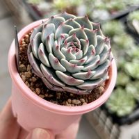 エケベリア,多肉植物,エケベリア属,多肉植物 エケベリア,ベランダ多肉の画像