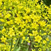 ヤブツバキの実,オミナエシ(女郎花),ヤマボウシ 山法師,オミナエシ（女郎花）,はぎ(萩)の画像