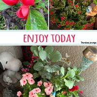 カランコエ,ススキ,ニチニチソウ,ボケ,今日のお花の画像