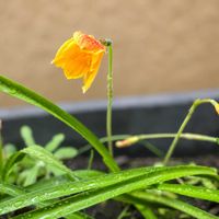カンナ,ハブランサス,ハブランサス (レインリリー),球根植物,雨上がりの画像