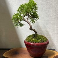 真柏,盆栽の画像