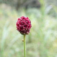 ワレモコウ,山野草,秋の花,里山散歩,山野草大好きの画像