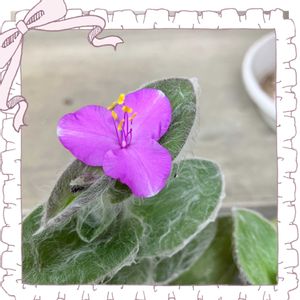 ゼラニューム,今日も1日お疲れ様でーす❣️,シラナモンタナ,鉢植え,花友さんに感謝♡の画像