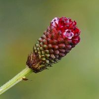 ワレモコウ,山野草,花散歩,OLYMPUS,ミラーレス一眼の画像