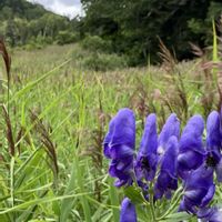 ススキ,トリカブト,ハナウド,ヤマトリカブト,ススキ（芒）の画像
