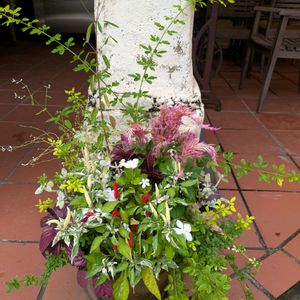 ケイトウ,トウガラシ,寄せ植え,平和を願う,医療関係者に感謝の画像