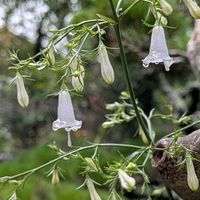 ツリガネニンジン,ガーデニング,山野草,多年草,山野草好きの画像