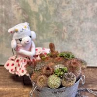 サボテン,ダンギク,ピーチプリデ,デカベリア,毎月15日はいちごの日の画像