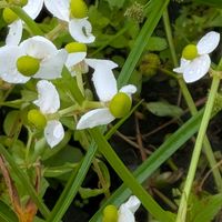 オモダカ,小さなシアワセ❤︎,可愛い小さな花,水田雑草,お花に出会えて感謝の画像