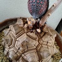亀甲竜,ウルトラマン怪獣の画像