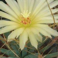 ハオルチア,多肉植物,観葉植物,塊根植物,サボテン科の画像