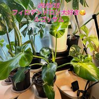 モンステラ,フィロデンドロン,ワイルド,熱帯植物,癒しの空間の画像