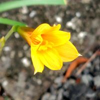 イヌマキ,ゼフィランサスシトリナ,花のある暮らし,ご近所さん,お写んぽの画像