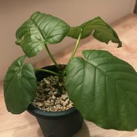 ウンベラータの画像