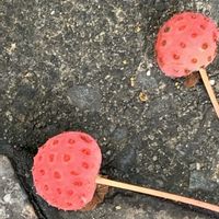 マツバボタン,マツバボタン,ヤマボウシ,ヤマボウシ,松葉ボタンの画像