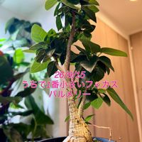 モンステラ,フィロデンドロン,フィカス・パルメリー,ワイルド,熱帯植物の画像