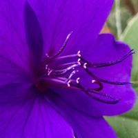 シコンノボタン,シコンノボタン,癒し,パープル,大好きな花の画像