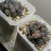 ハオルチア,ブラックオブツーサ錦,多肉植物,観葉植物,ハオルチア属の画像