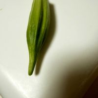 オクラの画像
