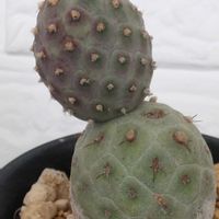 テフロカクタス ゲオメトリクス,サボテン科,ゴスるんサボテン,ゴスるんテフロカクタス・ゲオメトリクスの画像