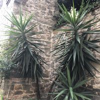 ユッカ,山野草,花のある暮らし,花のある生活の画像
