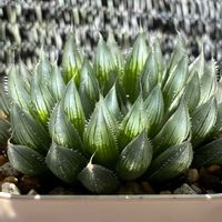 ハオルチア,多肉植物,ハオルチア属,多肉植物のある暮らし,窓辺の画像