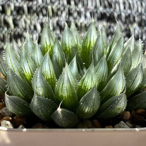 ハオルチア,多肉植物,ハオルチア属,多肉植物のある暮らし,窓辺の画像